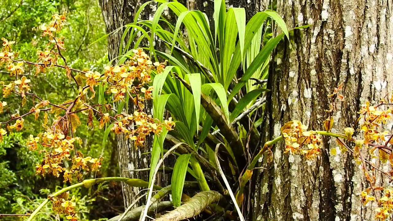 Orquídea Cyrtopodium punctatum, Vegetando na natureza, Plantas ornamentais,  - thptnganamst.edu.vn