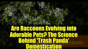 Are Raccoons Evolving into Adorable Pets? The Science Behind 