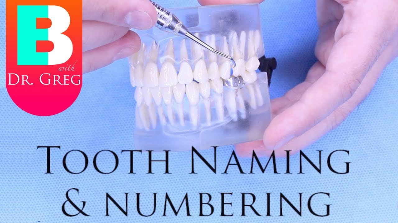Orthodontic Tooth Numbering Chart