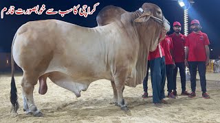 AL_ REHMAN Cattle Farm Karachi Qurbani Collection 2024 #cattle #bulls #cow