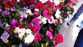 Цветочный базар, площадь Прато делла Валле  в Италии, Падова,