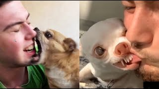 Angry  Funny Dogs And Cats of TikTok   Fluff Planet