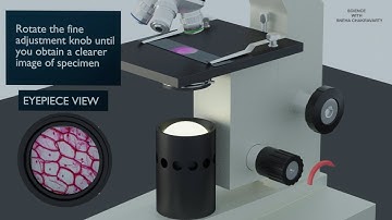 How to use a Simple Microscope - Animated Video