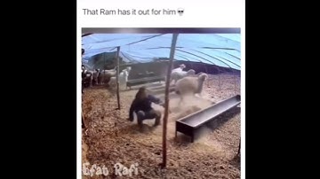 That Ram has it out for him💀