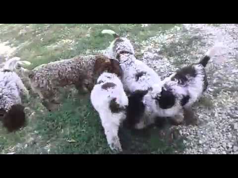 Lagotto Romagnolo "games of puppies"