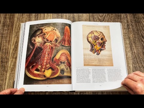 Познаем человеческое тело через искусство. Коллекция анатомических иллюстраций с XV по XX век