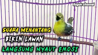 Pancingan Burung sirtu cipoh gacor suara menantang emosi bikin Burung cipoh Langsung emosi nyaut✅️