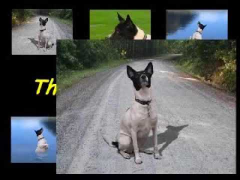 The Littlest Hobo By Joe Tan.wmv