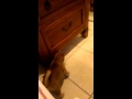 Shiba inu puppy and mirror