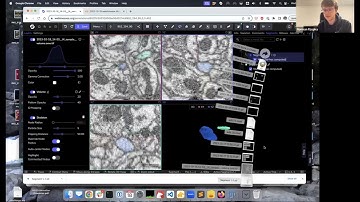 Collaborative annotation of large 3D images with WEBKNOSSOS