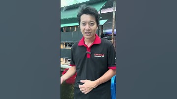 Cách chọn cá vàng cho người mới tập chơi