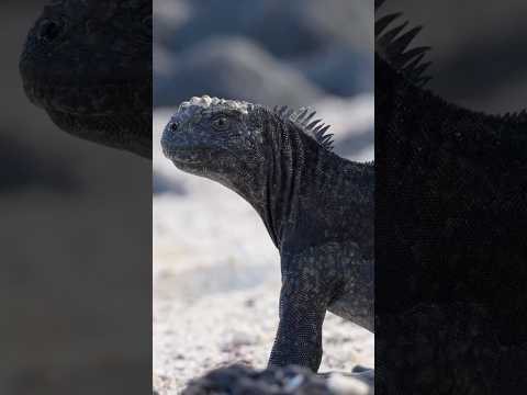 Why do marine iguanas swim in the ocean?