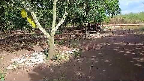 1000m2 đất full trái cây tại Xuân Tây ,Cẩm Mỹ,Đồng nai, giá chỉ 600tr, đường Bê Tông, khu dân cư