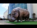 Inflatable Prop Installation: Hippo