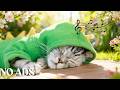 Deep Soothing Music for Anxious Cats 🐾 Calming Sounds for Relaxation, Stress Relief and Deep Sleep