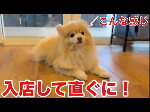入店して直ぐに落ち着くポメラニアン!?(ココちゃん)