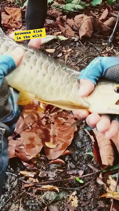 Fishing Arowana fish in the wild.#fishing #mancing #icefishing #angler #arowana arowa#short #fyp