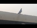 High quality ka Big breeder mail pakra || Rana Rashid pigeons ||