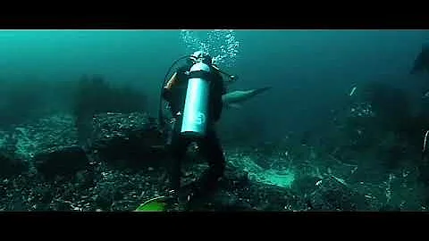 Diving  Underwater Video /Amazing Diving skill Hunting Giant Octopus Underwater 2020 challenge