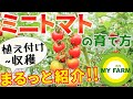 ミニトマトの育て方 脇芽かきや誘引・追肥のやり方までまるっと紹介！│初心者向け野菜作りムービー