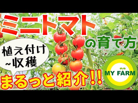 ミニトマトの育て方 脇芽かきや誘引・追肥のやり方までまるっと紹介！│初心者向け野菜作りムービー