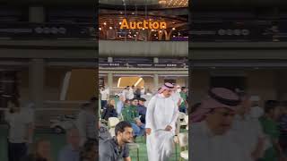 #racingindubai #erahorsesale #auction #racinghorse #meydanracing