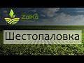 Озимая Пшеница 2020 Шестопаловка , Украина , Николаевская область , Последствия Засухи