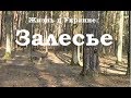 Залесье - охотничьи угодья генсеков и Януковича под грифом &quot;СЕКРЕТНО&quot;