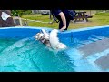 トラウマになりかねない溺れ方をしたハスキー犬