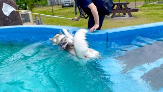 トラウマになりかねない溺れ方をしたハスキー犬