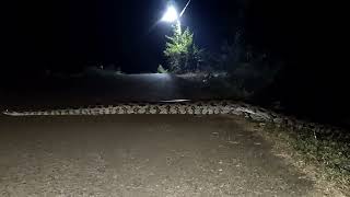 Python crossing the road in forest.