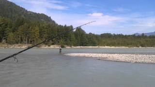 Black Bear at the Squamish - Fishing for PINK SALMON