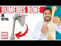 Humerus bone anatomy 3d  anatomy of humerus bone attachments anatomy  bones of upper limb