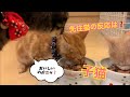 子猫を迎えた先住猫の反応はいかに・・・【モカラテミルクのほっとＴＩＭＥ＃２】