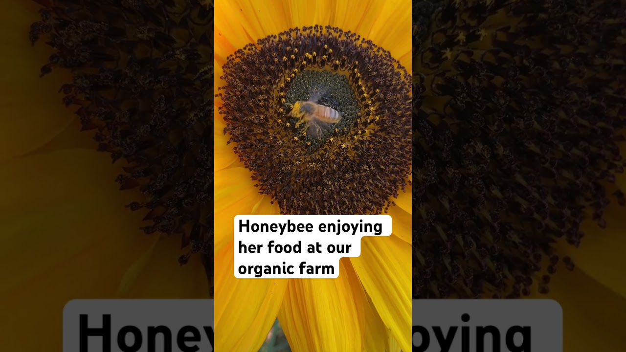 Honeybee enjoying her food