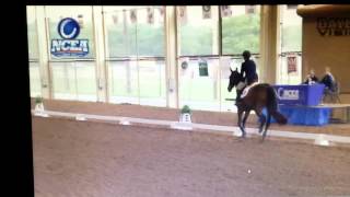 Randi Pomrehn - Equitation On The Flat - NCEA National Championship