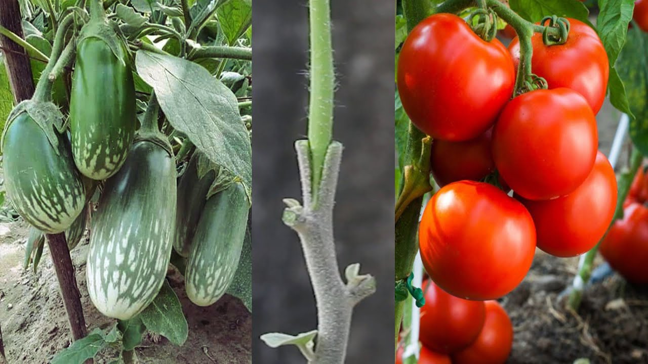 Tomato Grafting On Eggplant | 2020 - YouTube