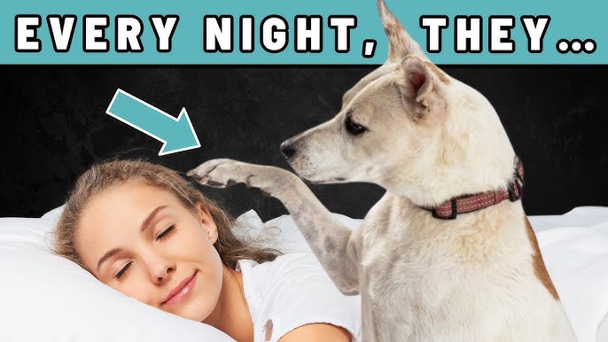 How to Introduce a New Puppy to an Older Dog During the First Week at Home: Expert Tips