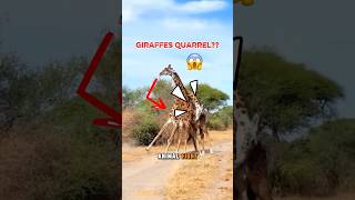 ‼️You Won’t Believe How Giraffes Fight Each Other! 🦒