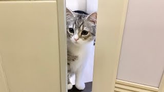A cat that can't wait for the owner's finish taking a bath!