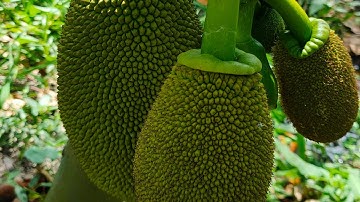 CÁCH NHẬN BIẾT MÍT XƠ ĐEN - TỈA BỎ TRÁI XƠ ĐEN