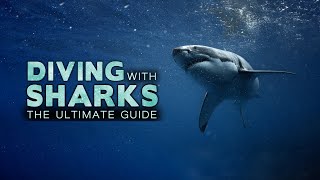 Diving with Sharks: The Ultimate Guide | 4K |