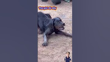 Virus bệnh dại cực kì nguy hiểm khi có tỉ lệ tử vong 100% khi phát bệnh#animals