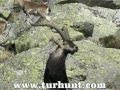Spanish Ibex - Охота в Испании