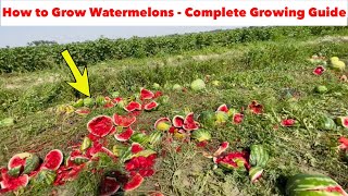 6 Watermelon Growing Mistakes To Avoid