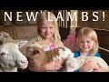 Katahdin Lamb Birth! (First lambs of the season for us)