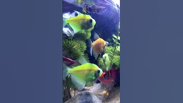 Fish🐠🐠🥰Cá vàng bơi/Cá cánh buồm#cávàng#fish#shotrs