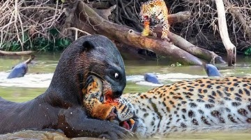 Jaguar Vs Giant Otter Confrontation Ends With A Fatal Head Bite| Survival Battle