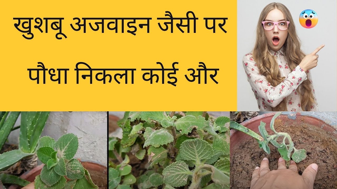 Ajwain ka paudha kaisa hota hai YouTube