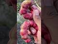3 Wild Indian Fruits You've Probably Never Seen Before! 🤯 #ytshorts